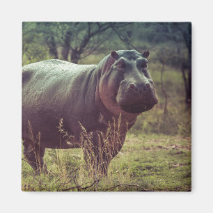 Imã Posicionando Hippo na Câmara na Folhagem da Áfri