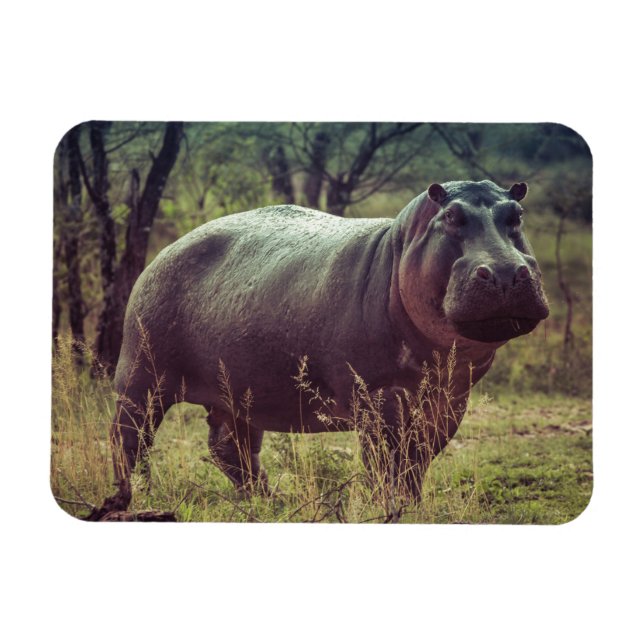 Ímã Posicionando Hippo na Câmara na Folhagem da África (Horizontal)
