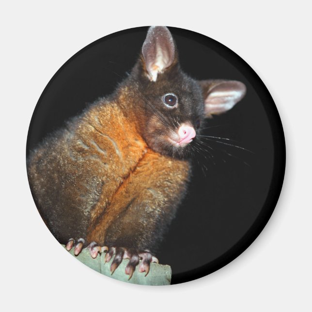 Imã Possum à noite (Frente)