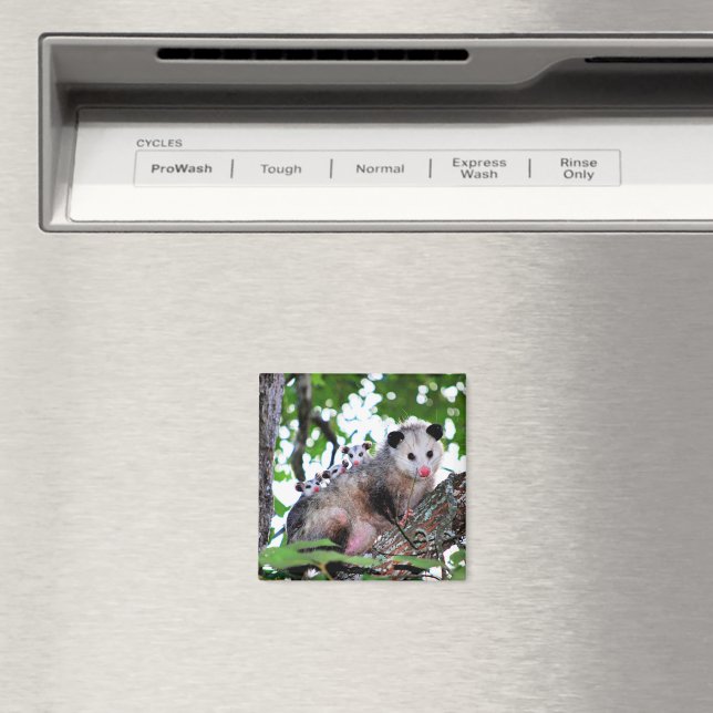 Imã Possum e bebês (In Situ (Dishwasher))