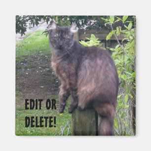 Imã Postar Magneta Cat