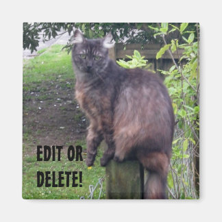 Imã Postar Magneta Cat