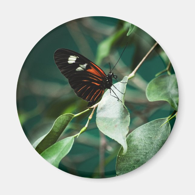 Imã Postman 184 Magnet (Frente)