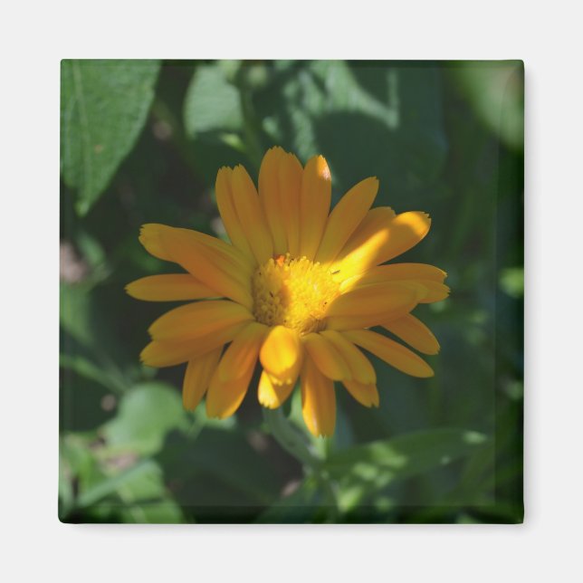 Imã Pote de laranja Marigold Flor (Calendula officinal (Frente)