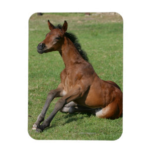 Ímã Potro árabe de assento