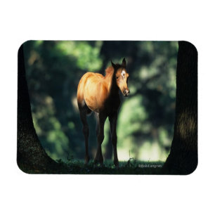 Ímã Potro árabe nas árvores