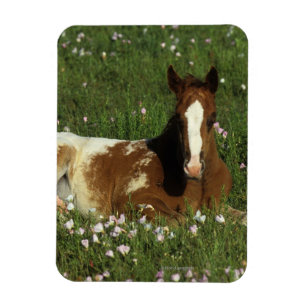 Ímã Potro do Appaloosa que estabelece nas flores