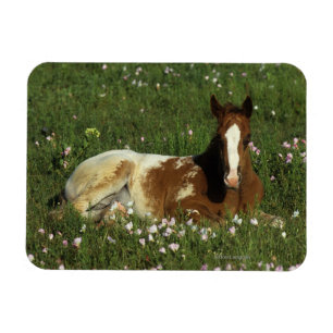 Ímã Potro do Appaloosa que estabelece nas flores