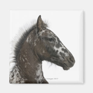Imã potro do híbrido entre um Appaloosa e um a