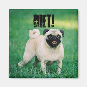 Imã POUCO PUG LEMBRA-O que VOCÊ está EM UMA DIETA!