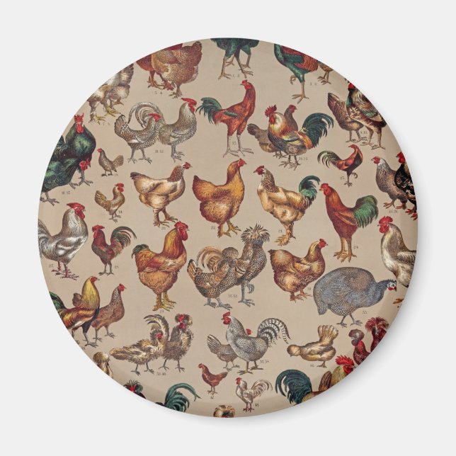 Imã Poultry Rooster Chicken country vintage art (Frente)