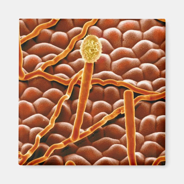 Imã Powdery Mildew Fungus em Poinsettia (Frente)