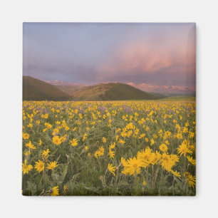 Imã Prado de flores silvestres espetacular ao nascer d