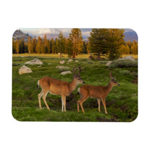 Ímã Prado de Tuolumne, Yosemite