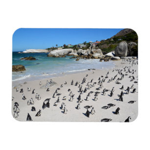 Ímã Praia   África do Sul dos pedregulhos dos pinguin