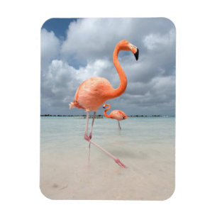 Ímã Praia Aruba dos flamingos