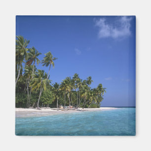 Imã Praia com palmeiras, Maldivas
