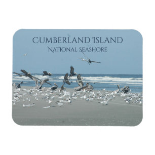 Ímã Praia da Ilha de Cumberland, Pássaros Bloqueantes