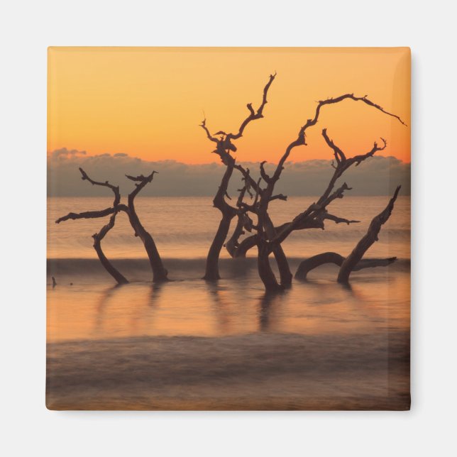 Imã Praia de Driftwood em Sunrise na Ilha de Jekyll Ge (Frente)