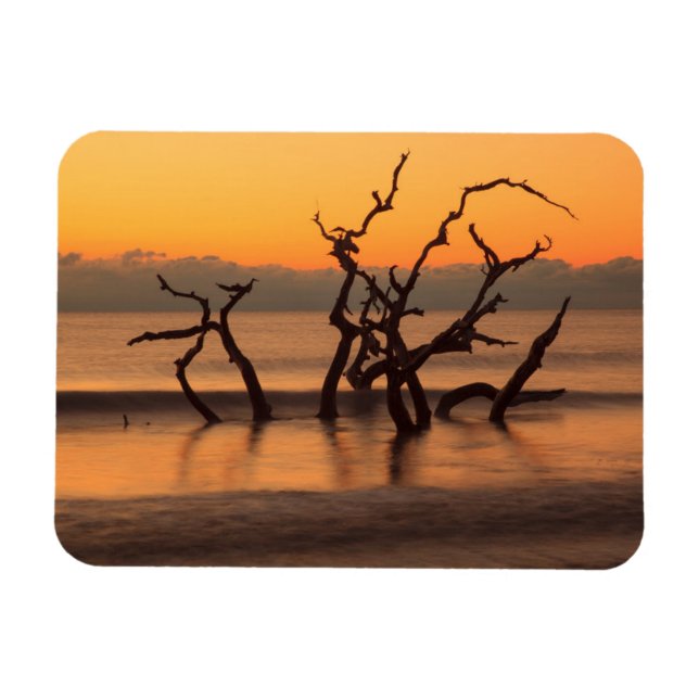 Ímã Praia de Driftwood em Sunrise na Ilha de Jekyll Ge (Horizontal)