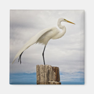 Imã Praia talentoso do Egret Fort Myers, Florida