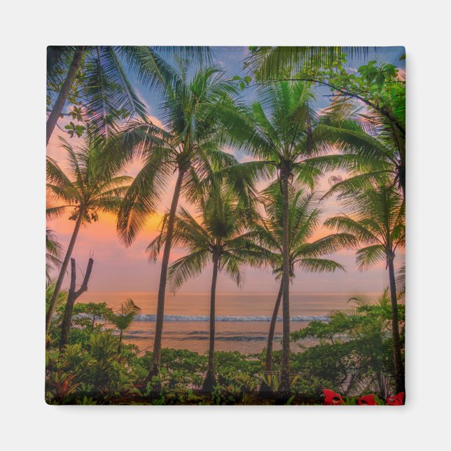 Imã Praia Tropical | Parque Nacional Corcovado (Frente)