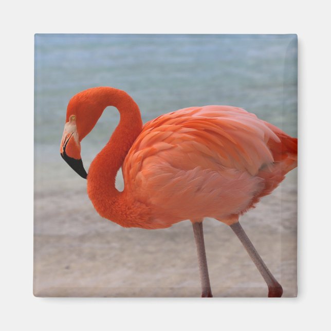 Imã Praias Tropicais | Caribe Flamingo, Aruba (Frente)