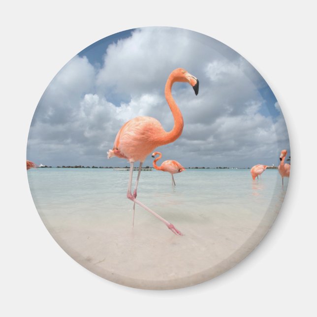 Imã Praias Tropicais | Flamingos Beach, Aruba (Frente)