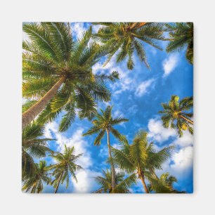 Imã Praias Tropicais   Palmeiras sobre o céu azul
