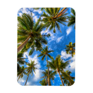 Ímã Praias Tropicais   Palmeiras sobre o céu azul