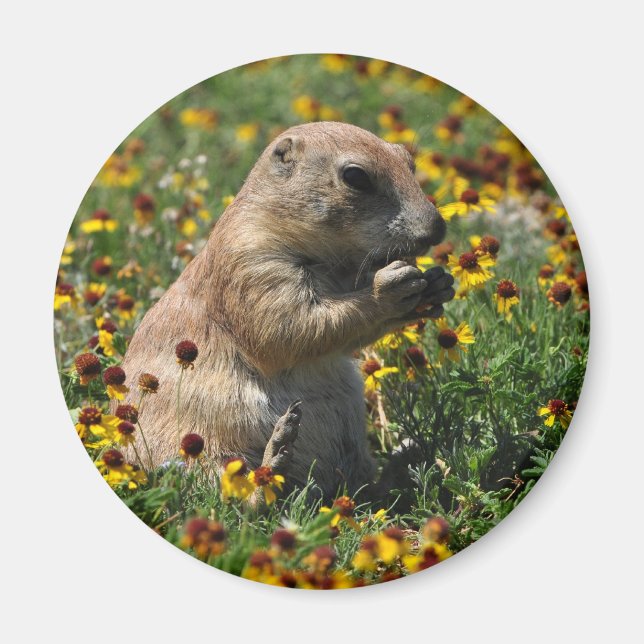 Imã Praire Dog (Frente)