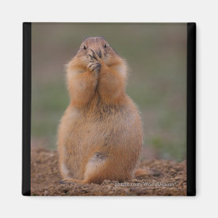 Imã Prairie Dog