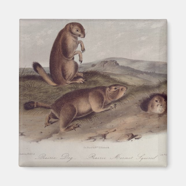Imã Prairie Dog de 'Quadrupeds of North America' (Frente)