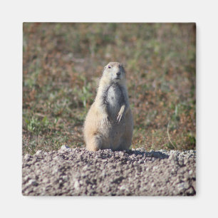 Imã Prairie Dog no Parque Nacional das Badlands, Inter