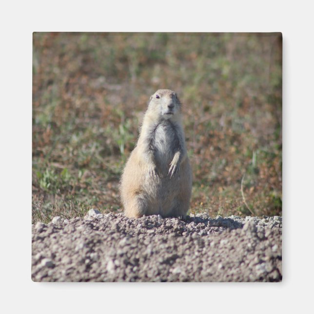 Imã Prairie Dog no Parque Nacional das Badlands, Inter (Frente)