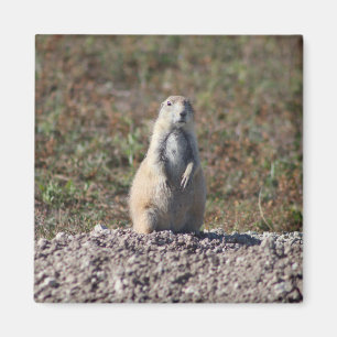 Imã Prairie Dog no Parque Nacional de Badlands, Interi