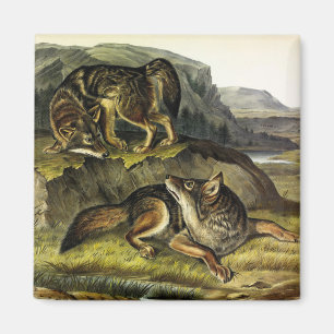 Imã Prairie Wolf (Coyote) dos Quadrupeds de Audubon