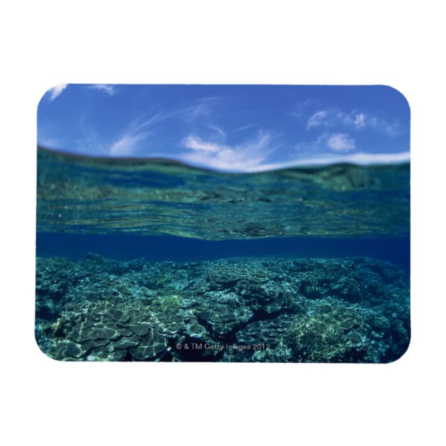 Ímã Prateleira de coral (Horizontal)