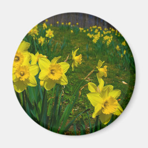 Imã Prazer do Daffodil