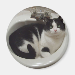 Imã Prazer dos amantes do gato