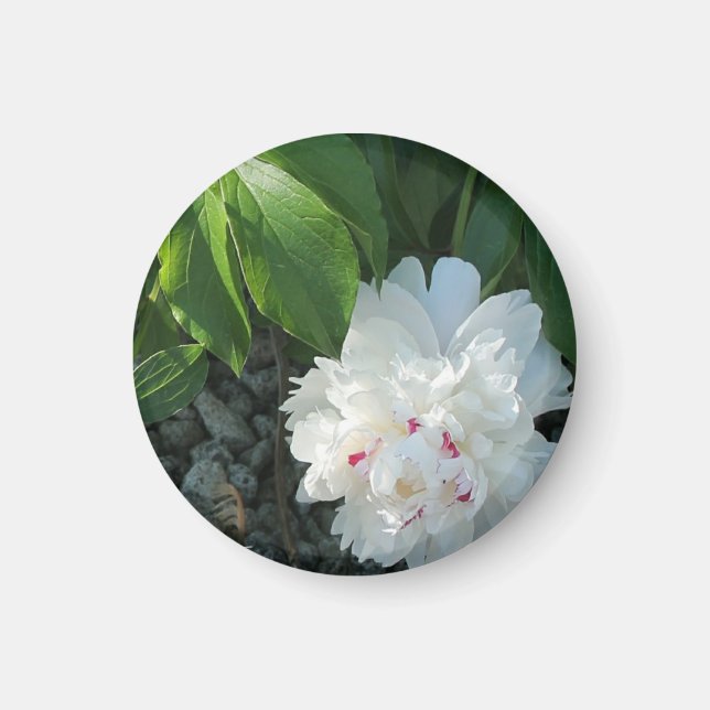 Imã Precioso Peony Magnet (Frente)