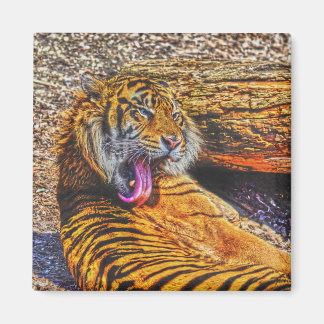 Imã Preening Sumatran Tiger Big Cat Willife Art