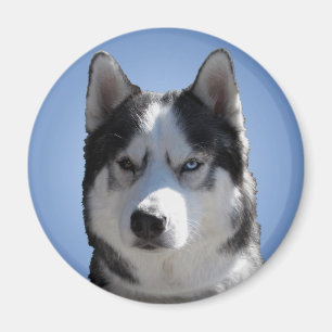 Ímã/presente do Alasca do cão de trenó da imã
