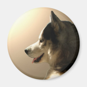 Ímã/presente do Alasca do cão de trenó da imã