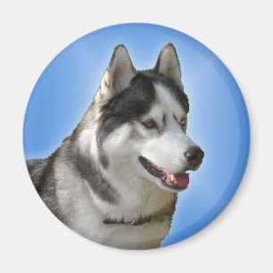 Ímã/presente do Alasca do cão de trenó da imã