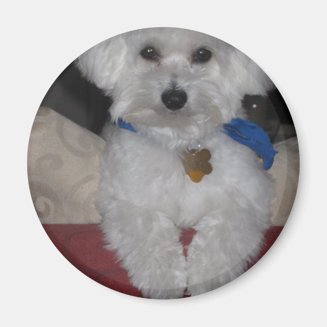 Imã Presente Maltês (Frente)