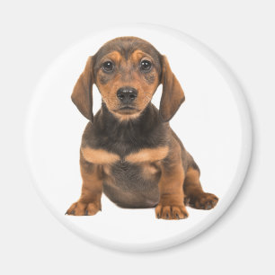 Imã Presente para Amante de Cachorro Dachshund Fofo