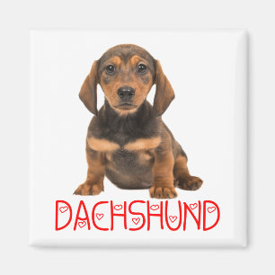 Imã Presente para Amante de Cachorro Dachshund Fofo