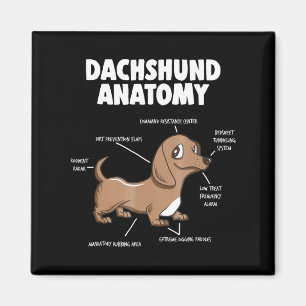 Imã Presente para cães  Anatomia Dachshund Funny Wein