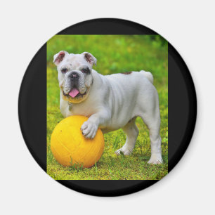 Imã Presente para Lover-in-touro de Bulldog de Basquet